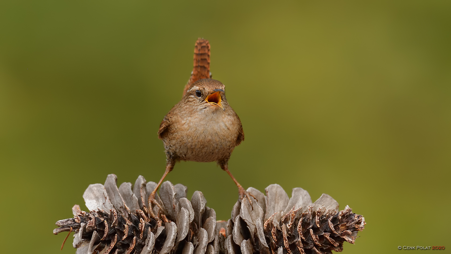 Eurasian Wren